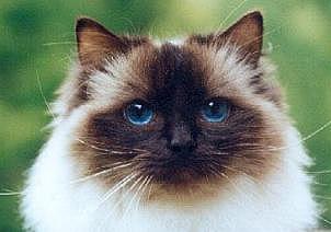 Le Ragdoll France